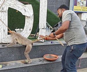 animal3