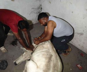 animal4