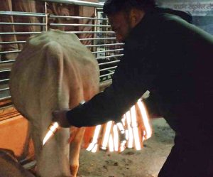 cowseva5
